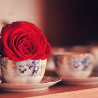 Cup of Rose