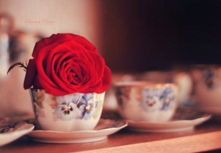 Cup of Rose - cups, soft, red, rose, flower