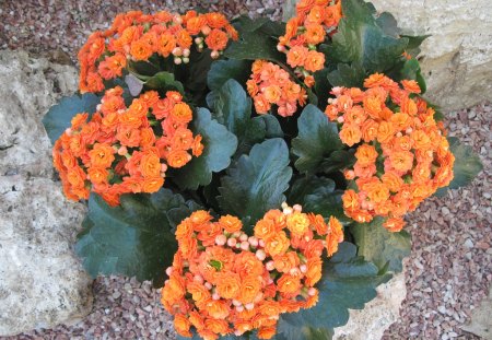 Kalanchoe day photography 17 - kalanchoe, pink, photography, green, orange, stones