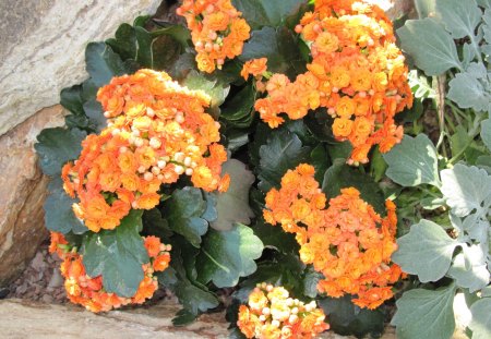 Kalanchoe day photography 18 - flowers, garden, green, Orange, Photography, leaf