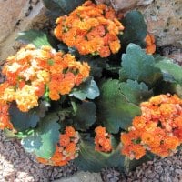 Kalanchoe day photography 22