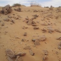 sand flowers