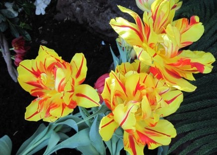 Tulips are spring-blooming 04 - garden, tulips, flowers, photography, orange, yellow, green