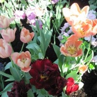 Tulips are spring-blooming 10