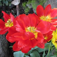 Tulips are spring-blooming 11