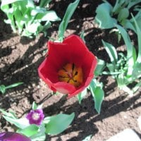 Tulips are spring-blooming 14