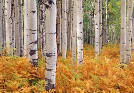 Aspen, Gunnison National Forest, Colorado - trees, aspen, forest, orange, birch, white, nature, plants, colorado, day