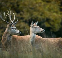 Magnificent Deer Pair