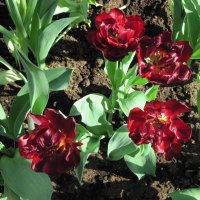 Tulips are spring-blooming 15