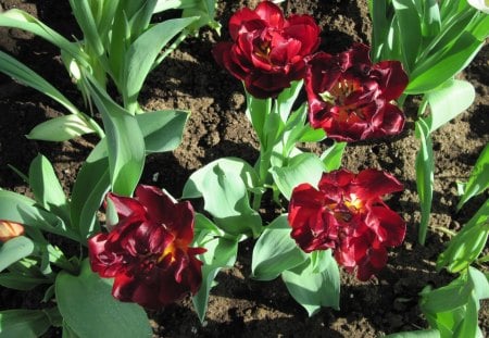 Tulips are spring-blooming 15 - red, garden, soil, brown, tulips, flowers, photography, green