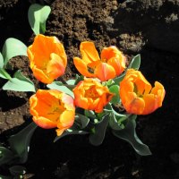 Tulips are spring-blooming 16