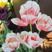 Tulips are spring-blooming 17