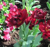 Tulips are spring-blooming 18