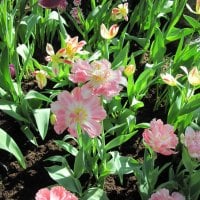 Tulips are spring-blooming 19