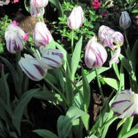 Tulips are spring-blooming 21