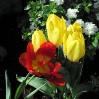 Tulips are spring-blooming 22