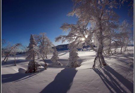 December shadows - shadows, winter, trees, snow