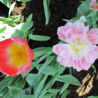 Tulips are spring-blooming 25