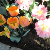 Tulips are spring-blooming 27