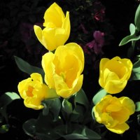 Tulips are spring-blooming 29