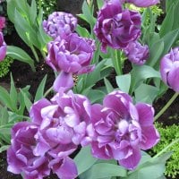 Tulips are spring-blooming 30