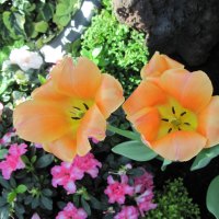 Tulips are spring-blooming 33