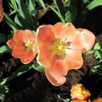 Tulips are spring-blooming 37