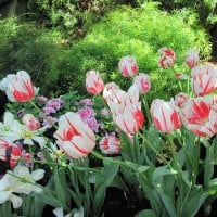 Tulips are spring-blooming 40