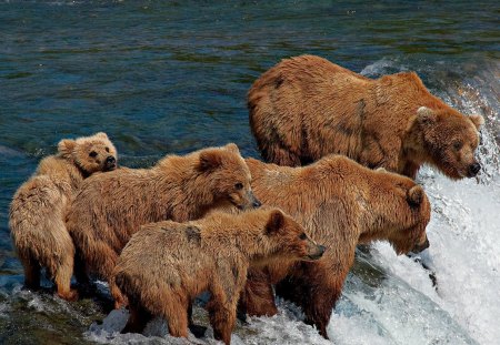 Gone Fishing - wild animals, cool, animals, water, beautiful, bears, fishing, amazing, rivers, fish, colorful