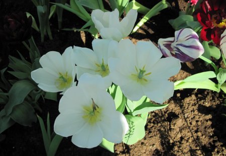 Tulips are spring-blooming 44 - red, pink, tulips, flowers, soil brown, garden, soil, brown, photography, green