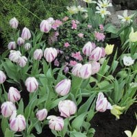 Tulips are spring-blooming 45