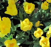 Tulips are spring-blooming 46