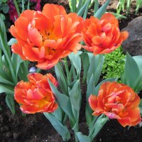 Tulips are spring-blooming 49