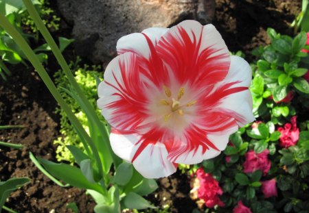 Tulips are spring-blooming 50 - white, red, garden, tulips, flowers, photography, green