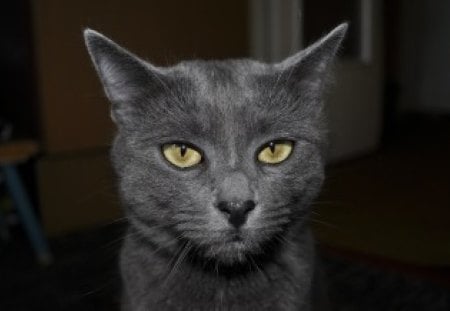 The grey cat