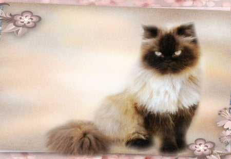 Himalayan - cat, picture, pretty, ponk, portrait, beautiful, himalayan, flowers, cute