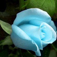 blue rose