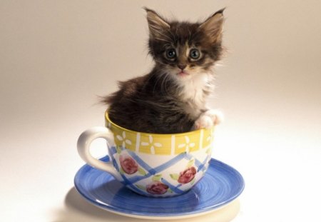 ~Cup Kitten~ - cat, animal, cup, kitten