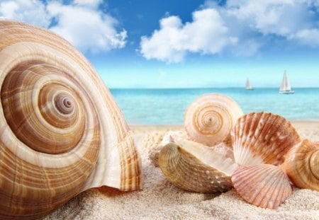 ~Sea Shell~ - shell, nature, beach, sea shell