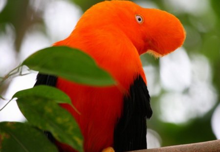 Very Lovely Bird - bird, trees, lovely, animals