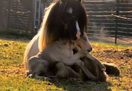 MOTHER AND BUB - MOTHER, BUB, HORSE, FOAL