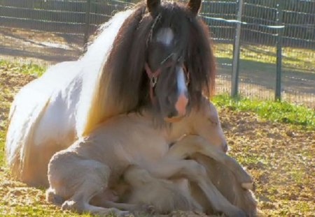 MOTHER AND CHILD - child, animals, cute, mother