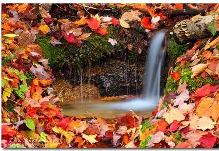 Forest Falls - colorful, waterfalls, water, nature, forest, leaves