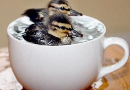 CUP OF DUCKLINGS - ducklings, two, cute, cup