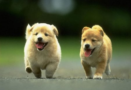 dogs - u, walking, tz, dog