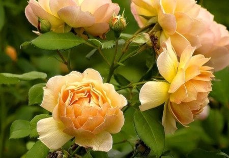 Yellow roses - flowers, buds, yellow, fresh, garden, roses, petals, freshness, bloom, scent, nature