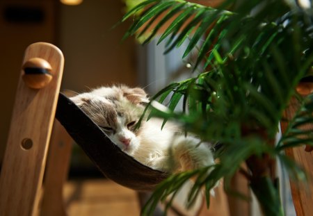 Cat - sleepy, cute, beautiful, cat, sleeping, kitty, cats, hat, cat face, paws, face, animals, pretty, beauty, sweet, kitten, lovely