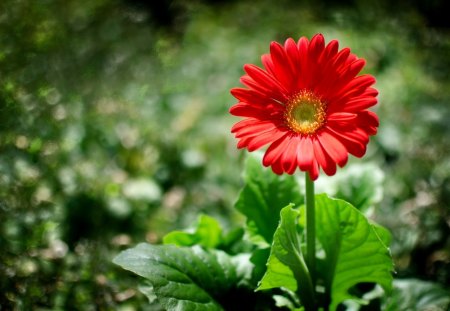 SPRING in RED - red, flowers, field, spring, nature