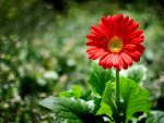 SPRING in RED