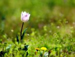 TULIP DANCE